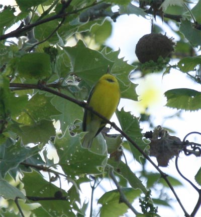 Blue-winged Warbler