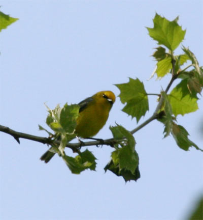 Blue-winged Warbler