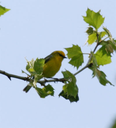 Blue-winged Warbler