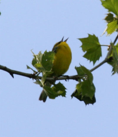 Blue-winged Warbler