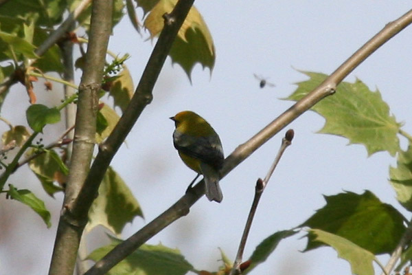 Blue-winged Warbler