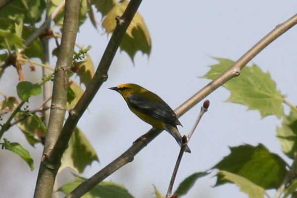 Blue-winged Warbler