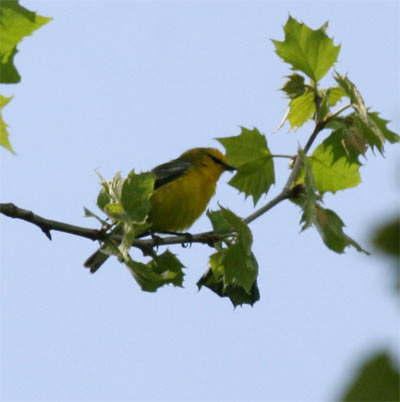 Blue-winged Warbler