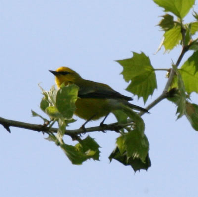 Blue-winged Warbler