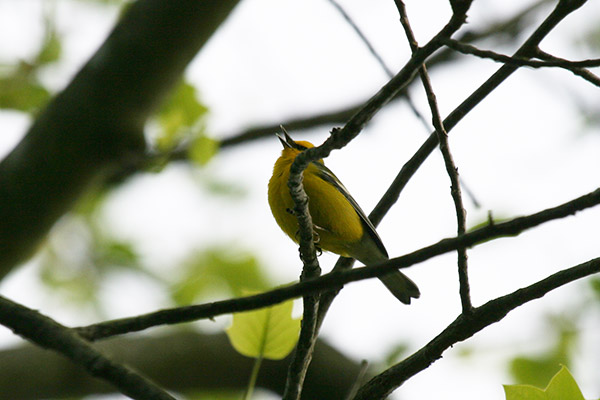 Blue-winged Warbler