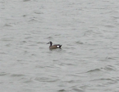 Blue-winged Teal