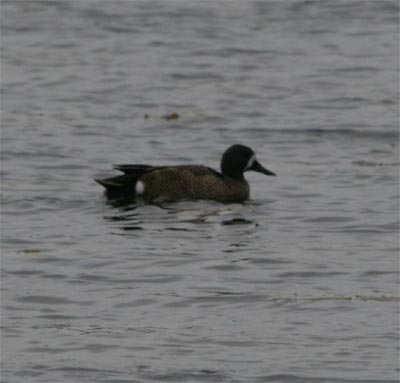 Blue-winged Teal