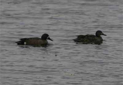 Blue-winged Teal