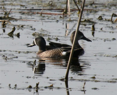 Blue Winged Teal