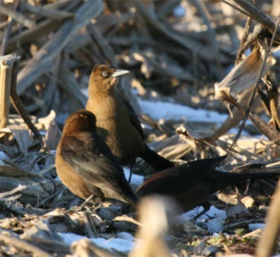 Boat-tailed Grackle