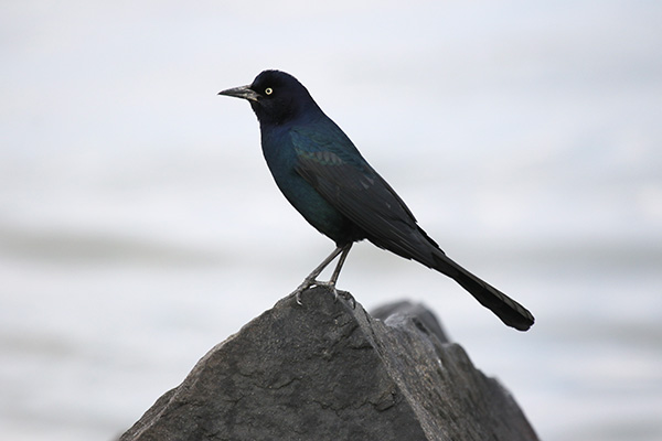 Boat-tailed Grackle