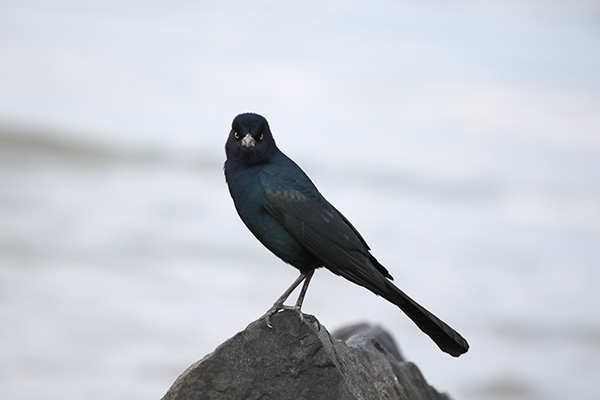 Boat-tailed Grackle