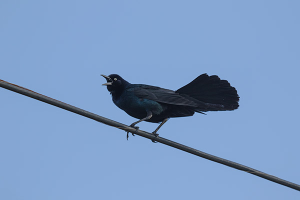 Boat-tailed Grackle