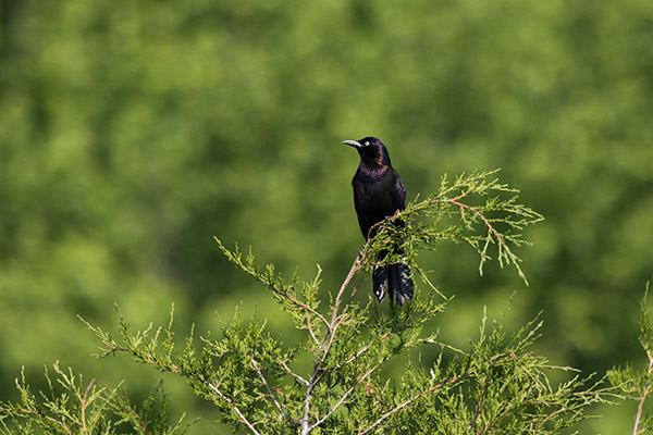 Boat-tailed Grackle