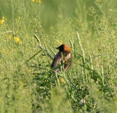 Bobolink