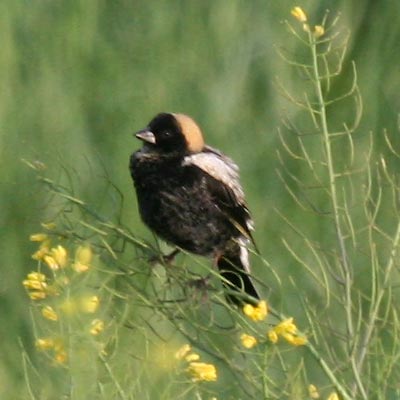 Bobolink