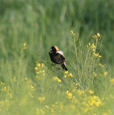 Bobolink