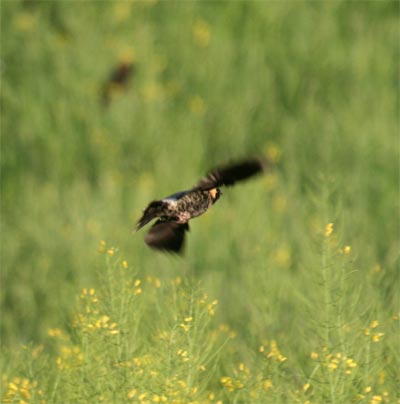 Bobolink