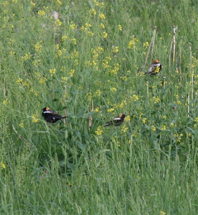 Bobolink