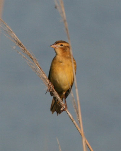 Bobolink