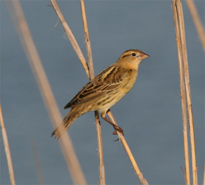 Bobolink