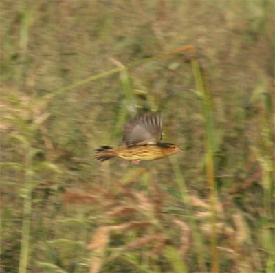 Bobolink