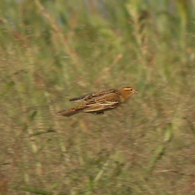 Bobolink