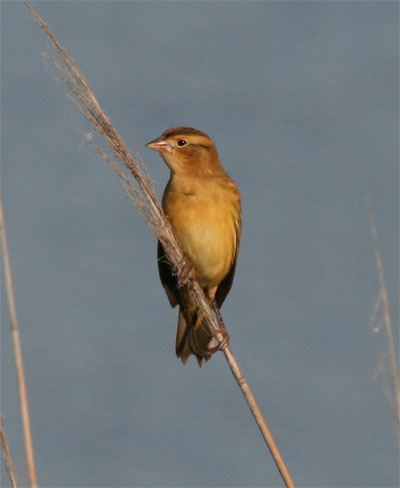 Bobolink