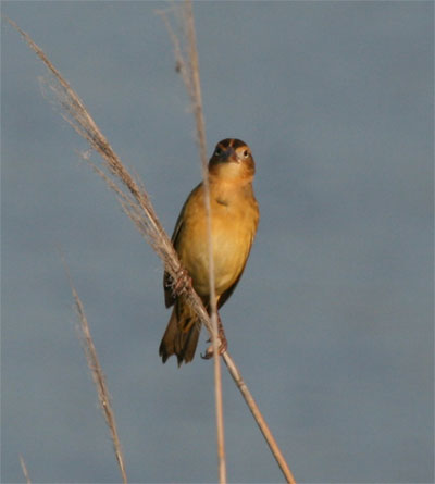 Bobolink