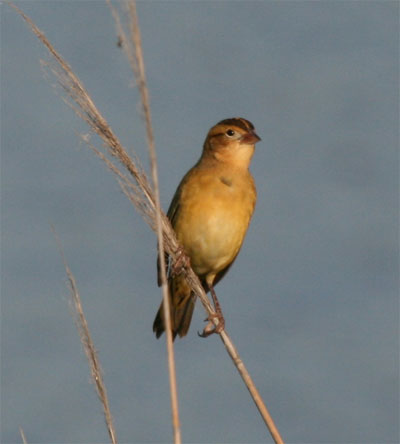 Bobolink