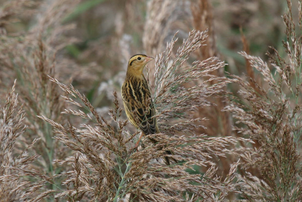 Bobolink