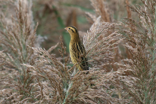 Bobolink