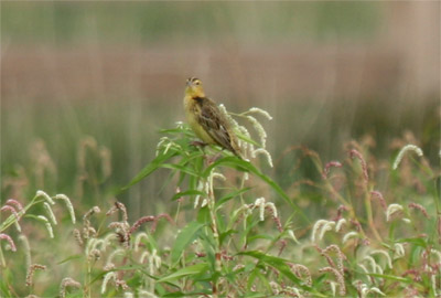 Bobolink