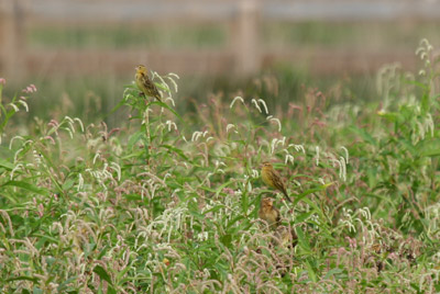 Bobolink