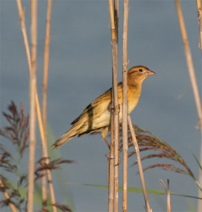 Bobolink