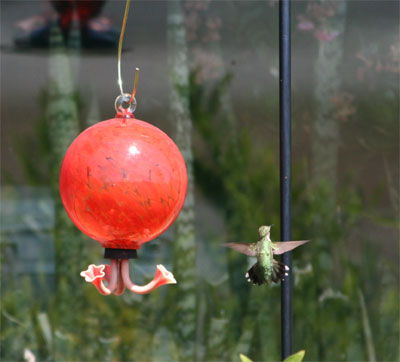 Ruby-throated Hummingbird