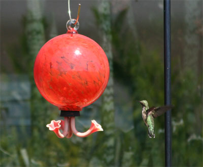 Ruby-throated Hummingbird