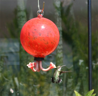 Ruby-throated Hummingbird