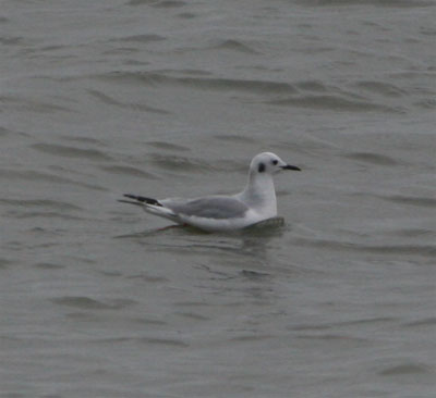 Bonaparte's Gull