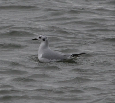 Bonaparte's Gull