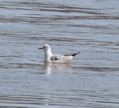 Bonaparte's Gull