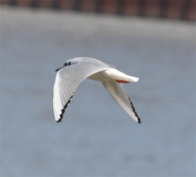 Bonaparte's Gull