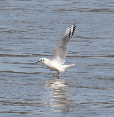 Bonaparte's Gull