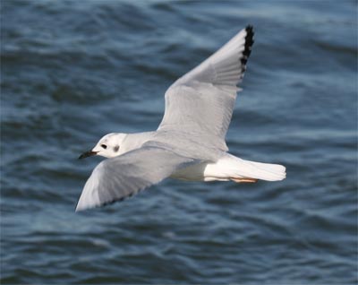 Bonaparte's Gull