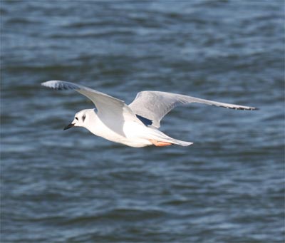 Bonaparte's Gull