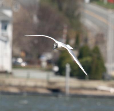 Bonaparte's Gull