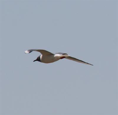 Bonaparte's Gull