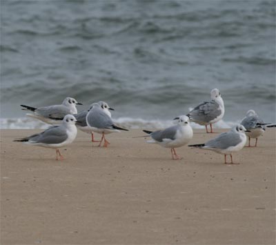 Bonaparte's Gull