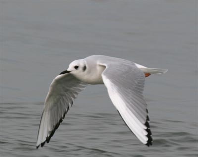 Bonaparte's Gull