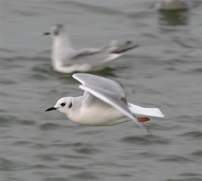 Bonaparte's Gull